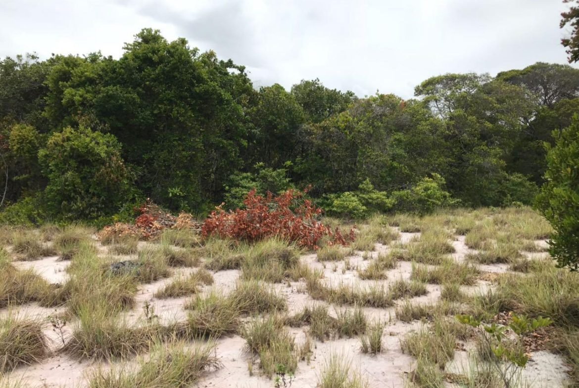 boipeba 10
