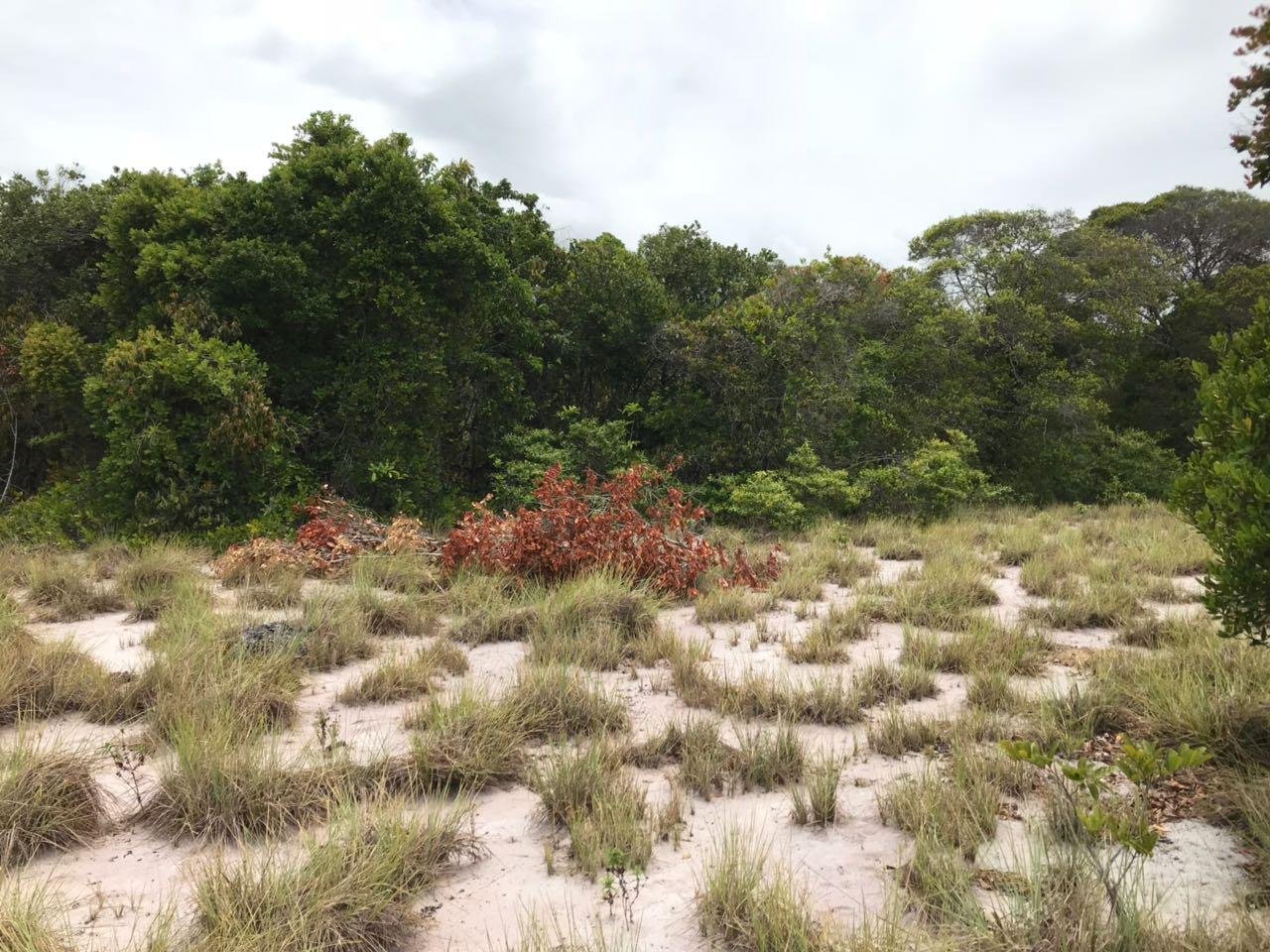 boipeba 10