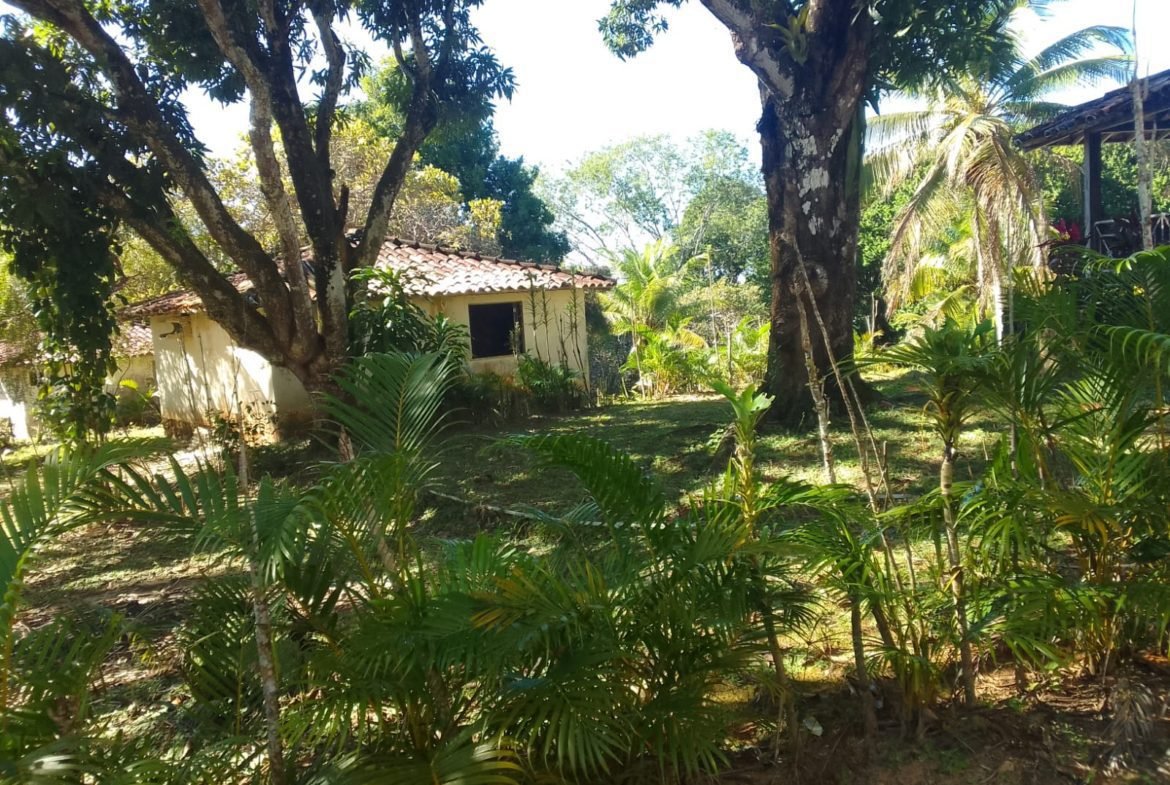 mangaba morro de sao paulo 25