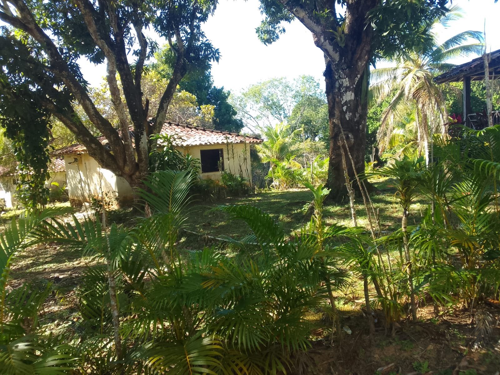 mangaba morro de sao paulo 25