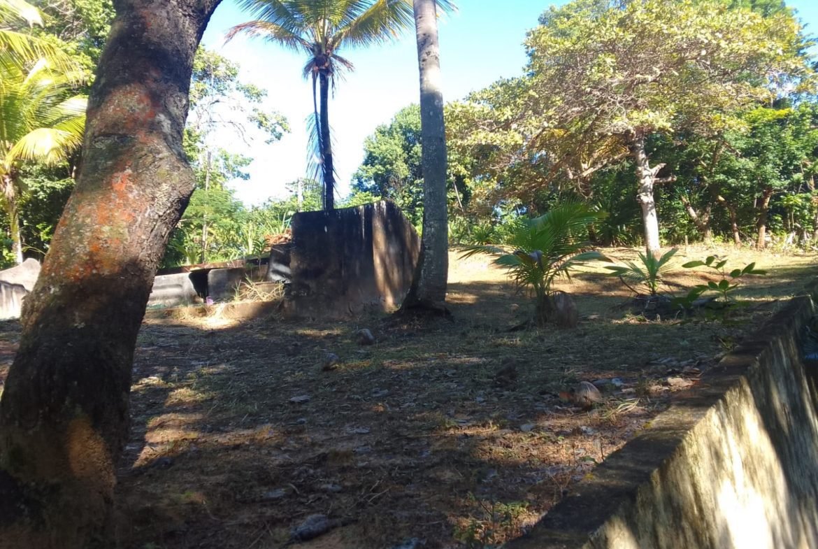 mangaba morro de sao paulo 37