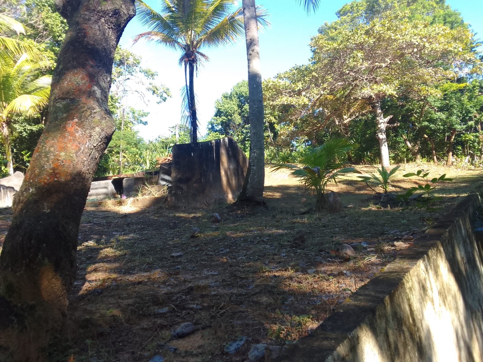 mangaba morro de sao paulo 37
