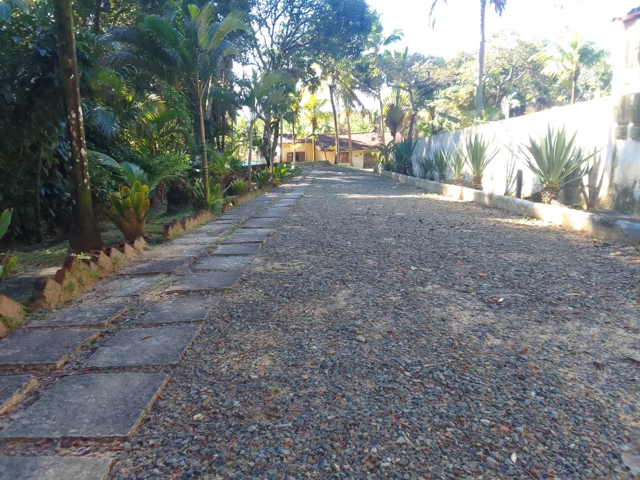 mangaba morro de sao paulo 39