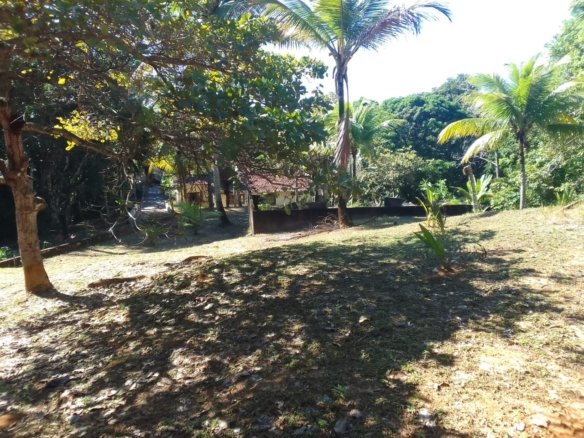mangaba morro de sao paulo 45